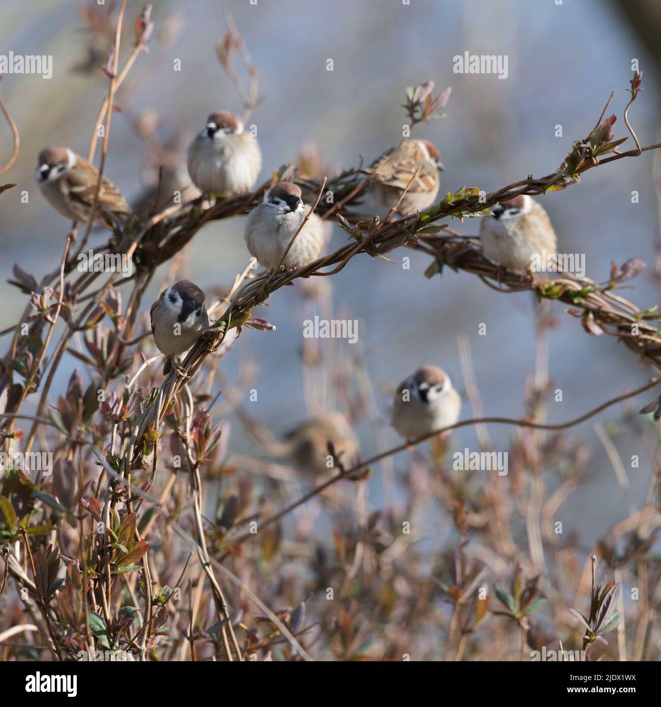 A Small Flock (or Host) of Tree Sparrows (Passer Montanus) Congregating on Intertwined Stems of Common Honeysuckle (Lonicera Periclymenum) in Spring Stock Photo