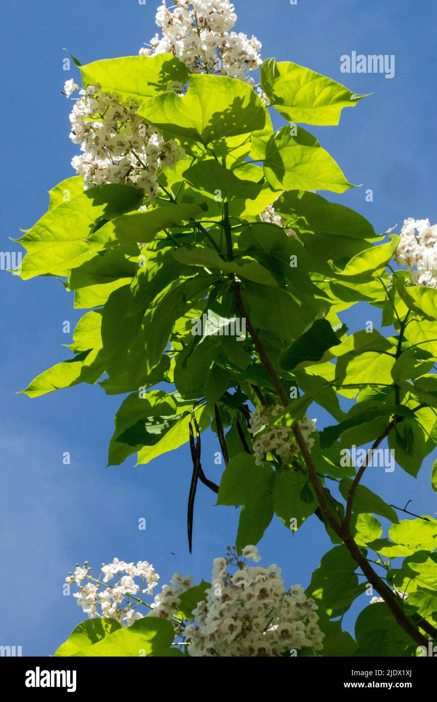 Blooming Catalpa bignonioides, Tree, Large, Leaves, White, Flowers Blossoms Catalpa tree branch Stock Photo