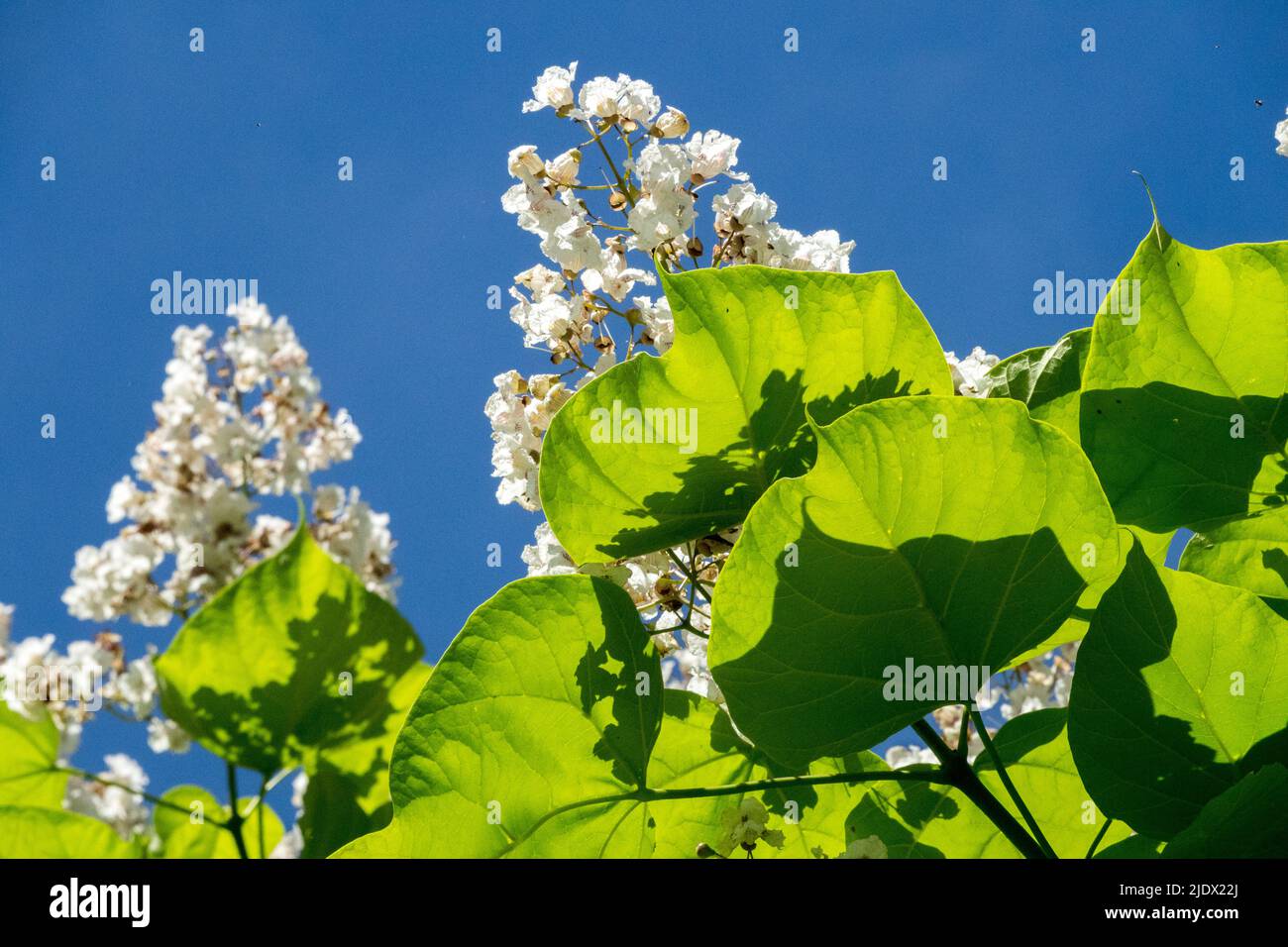 Blooming Catalpa bignonioides, Tree, Large, Leaves, White, Flower, Blossoms Catalpa big leaves Stock Photo