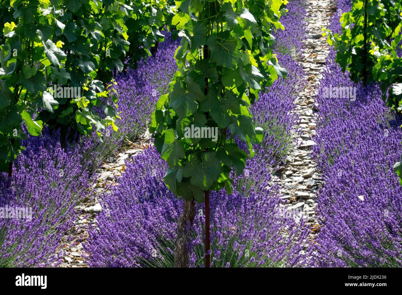 Vineyard rows Europe viticulture Lavenders Vitis vinifera domesticated plant Stock Photo