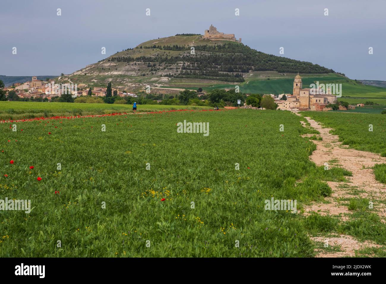 Spain, Castilla y Leon, Camino de Santiago approaching Castrojeriz. Town on left, castle on hilltop, Church of Santa María del Manzano on right. Stock Photo
