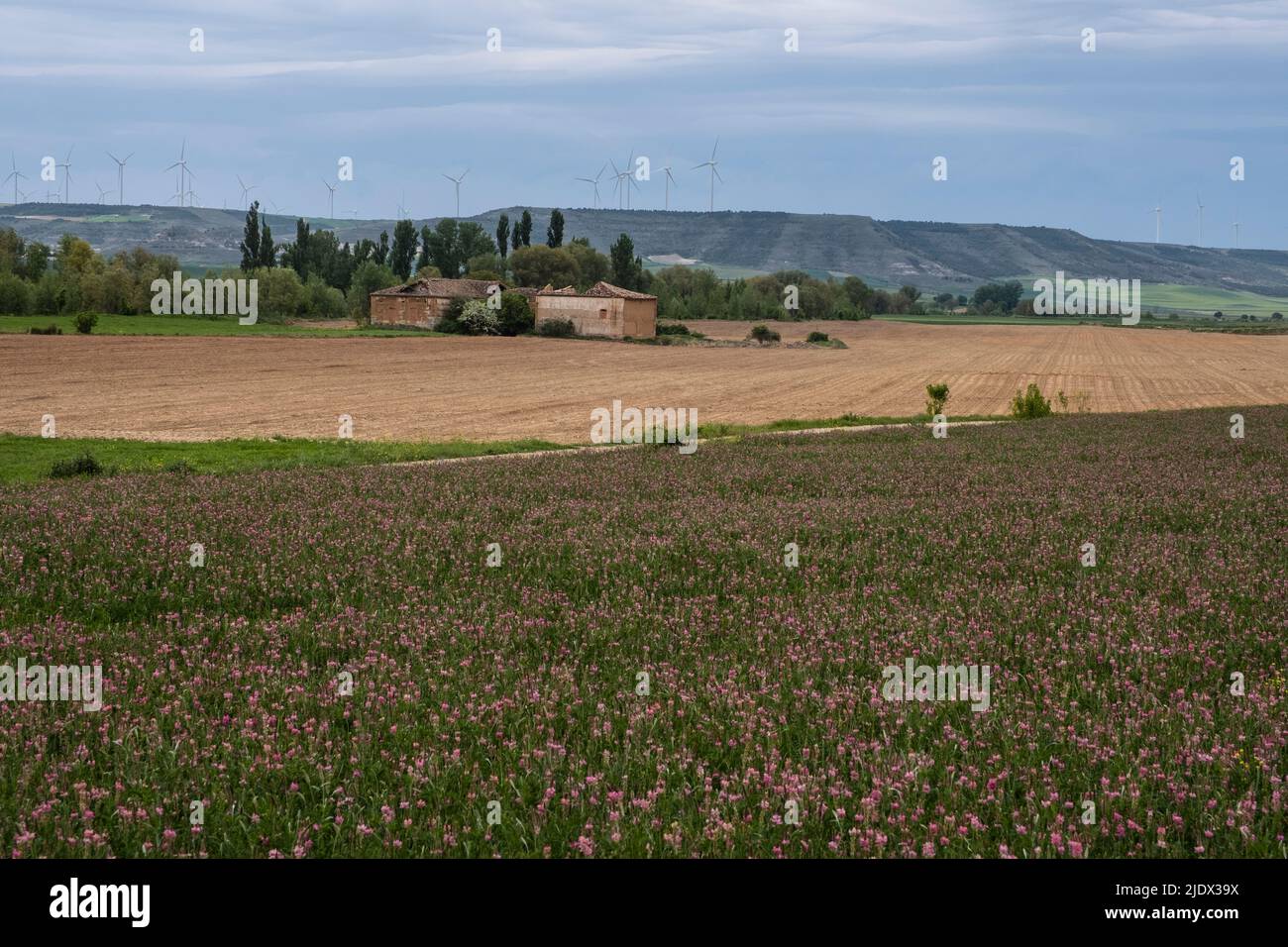Spain, Castilla y Leon, near Castrojeriz.  Wildflowers, a Farmer's Field, and Windmills on Distant Ridge. Stock Photo
