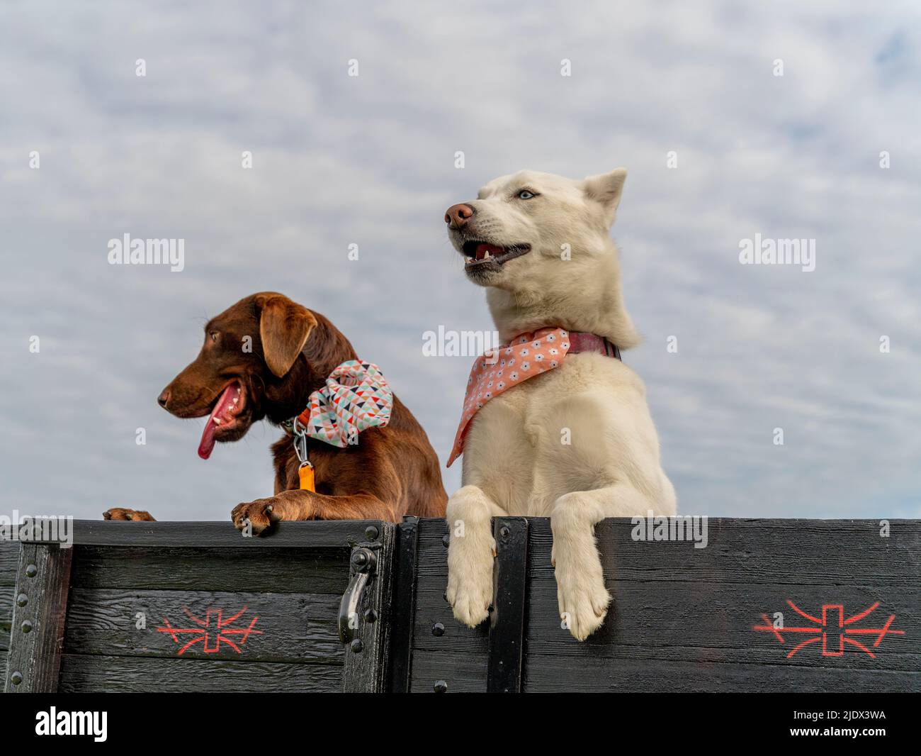 Two Dogs on a Truck Tailgate Stock Photo - Alamy