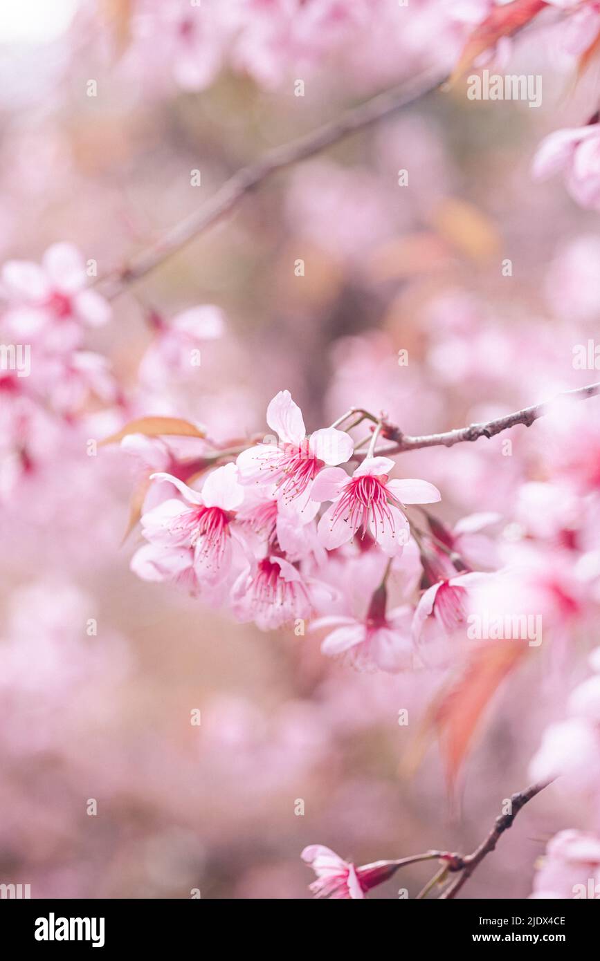 Close up Cherry blossom flower heads with blur background Stock Photo