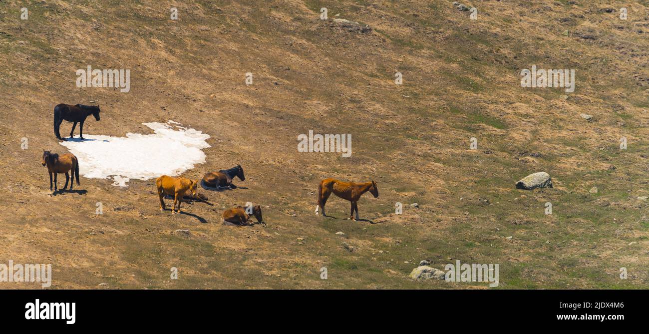 horses on Kazbegi Valley, Georgia. panorama natural ecological breed. High quality photo Stock Photo