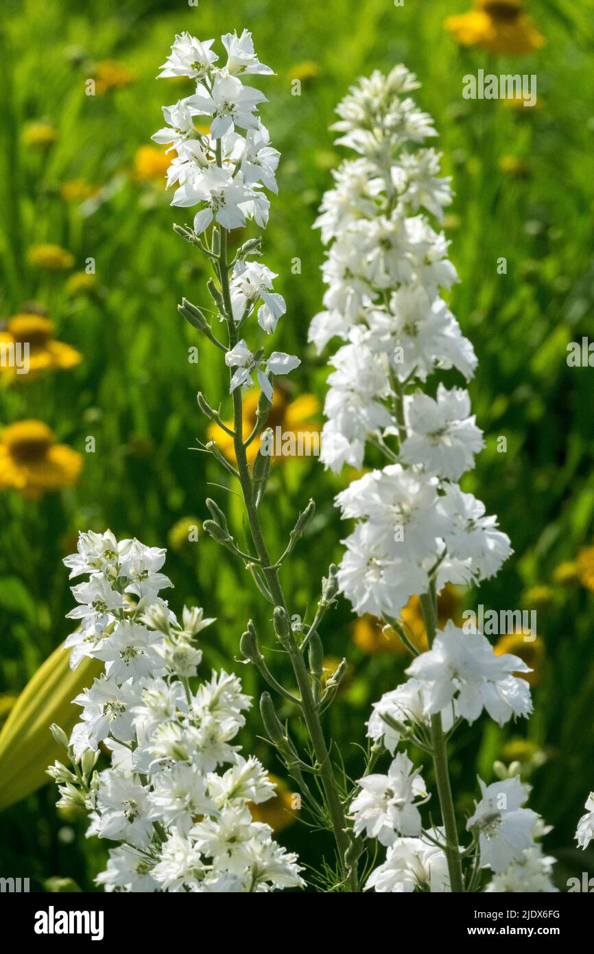 Rocket Larkspur Consolida ajacis 'White King' Stock Photo