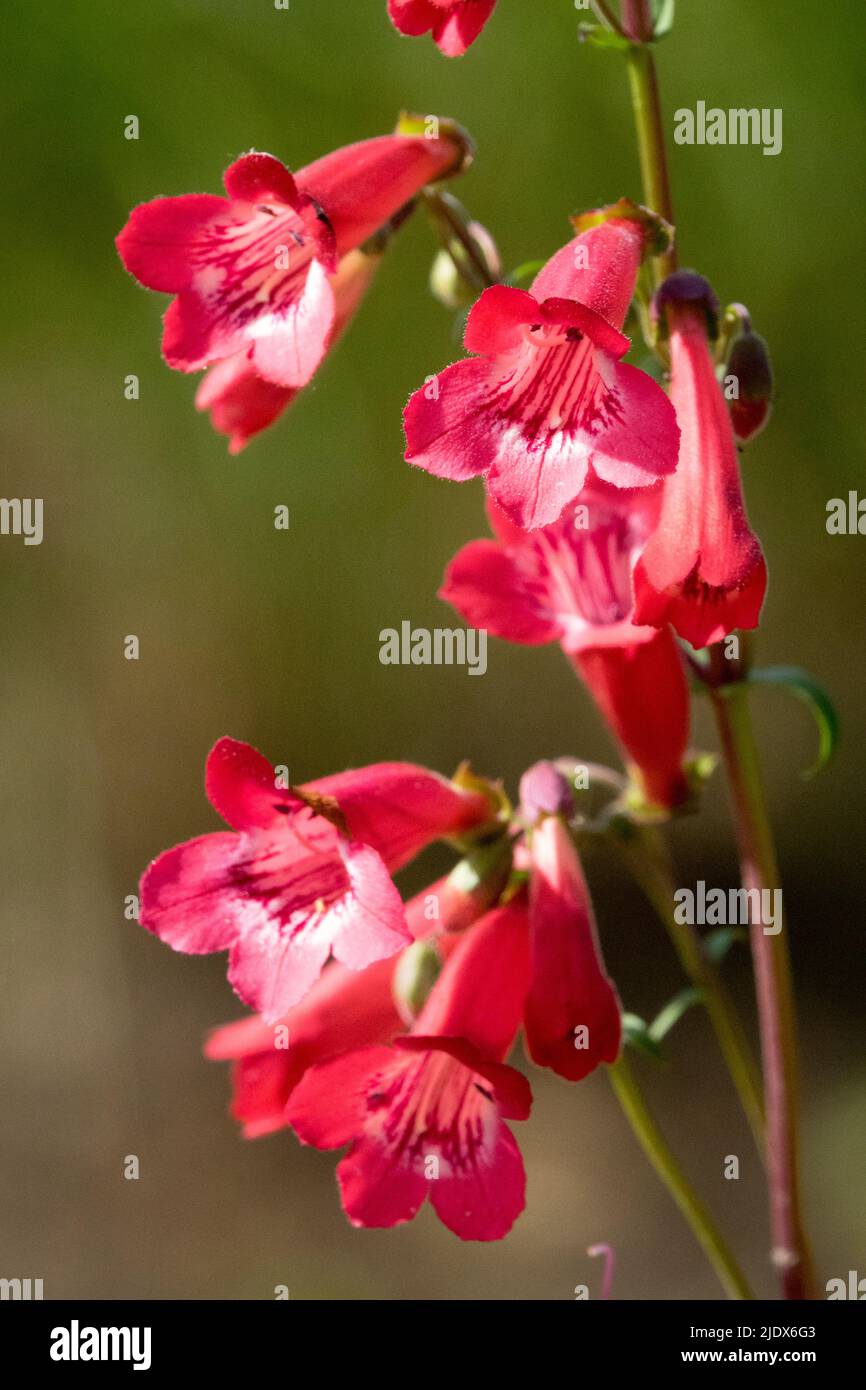 Red Penstemon 'Cherry Ripe', Flowers, Penstemon, Flower Portrait on Stem, Close up, Blooms, Flowering Stock Photo