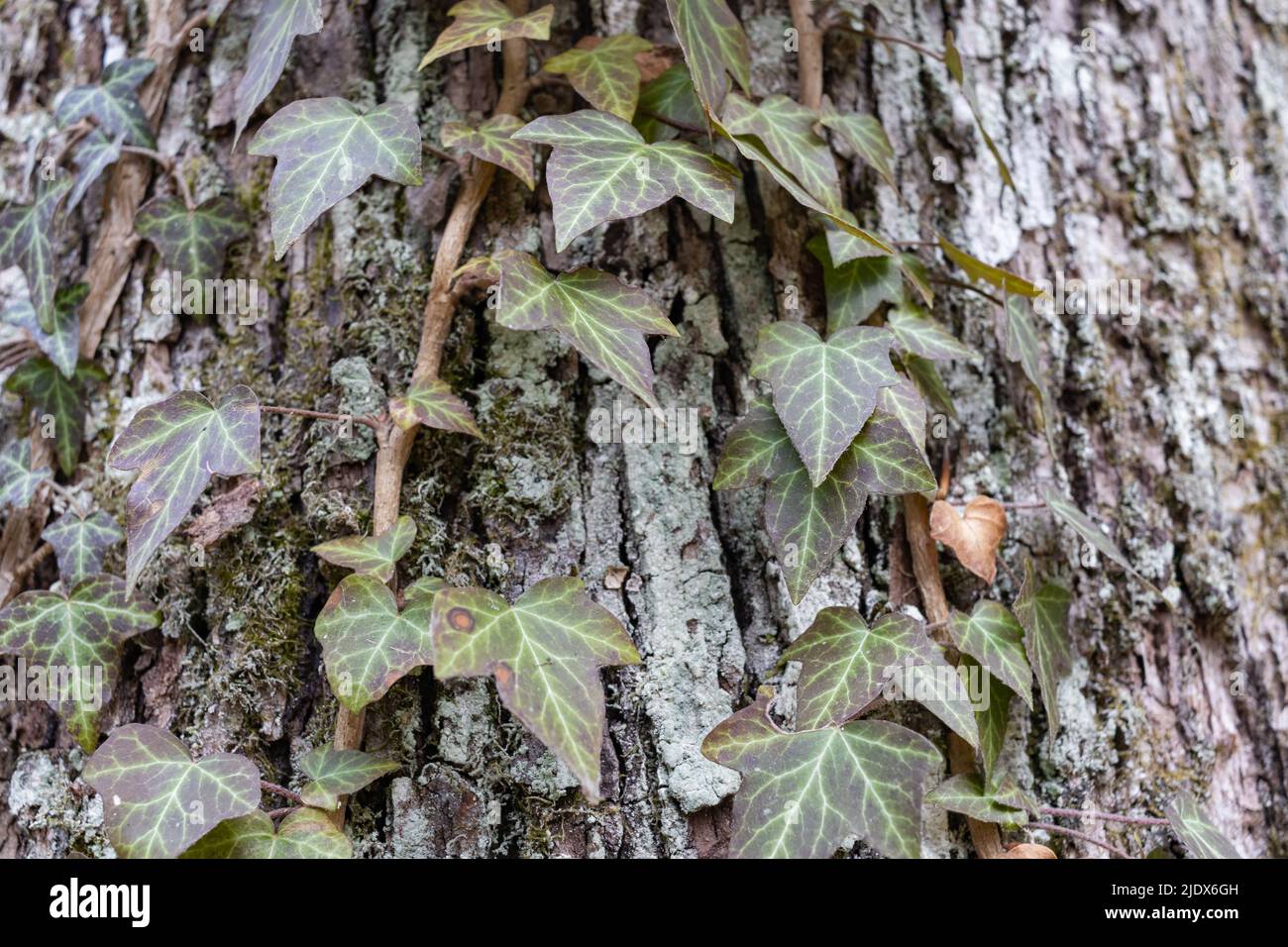 Ivy roots on tree trunk. Hedera helix or European ivy climbing on bark of a tree. Close up Stock Photo
