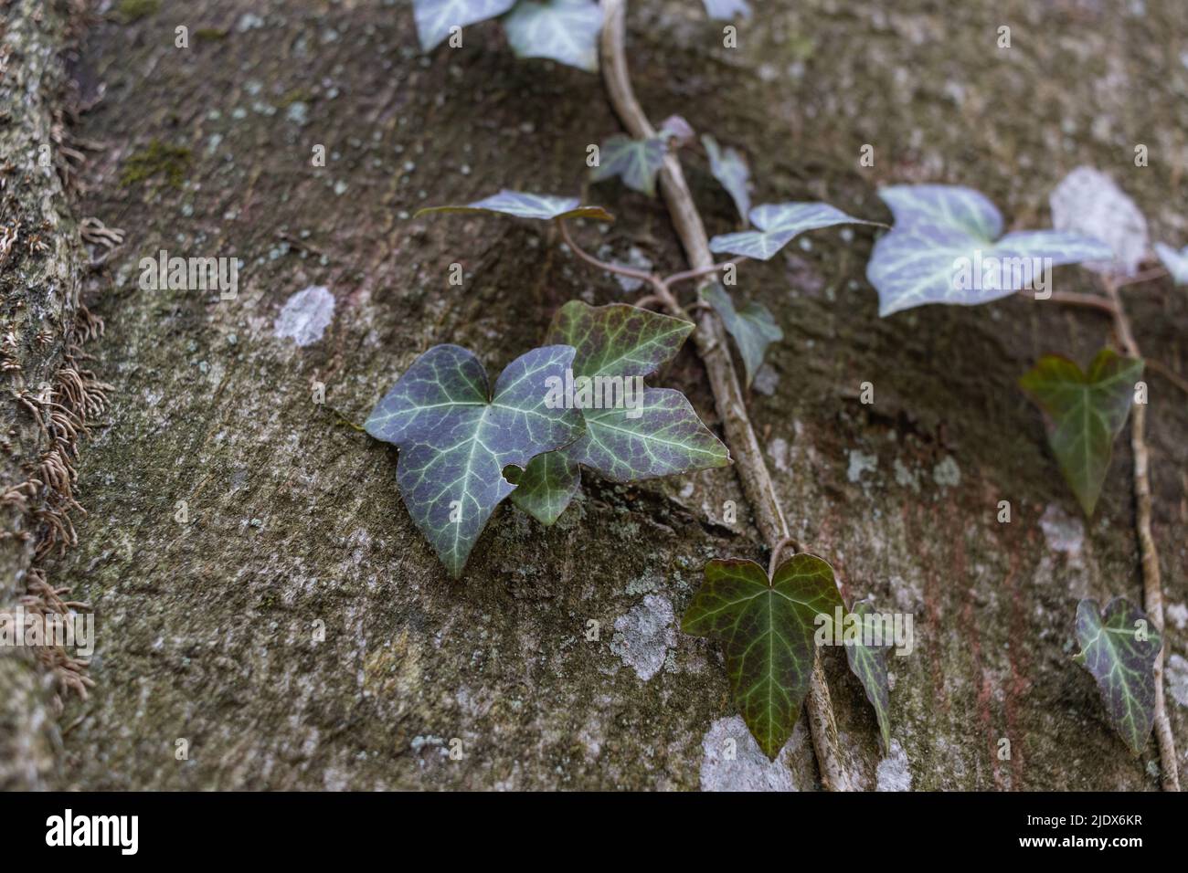 Ivy roots on tree trunk. Hedera helix or European ivy climbing on bark of a tree. Close up Stock Photo