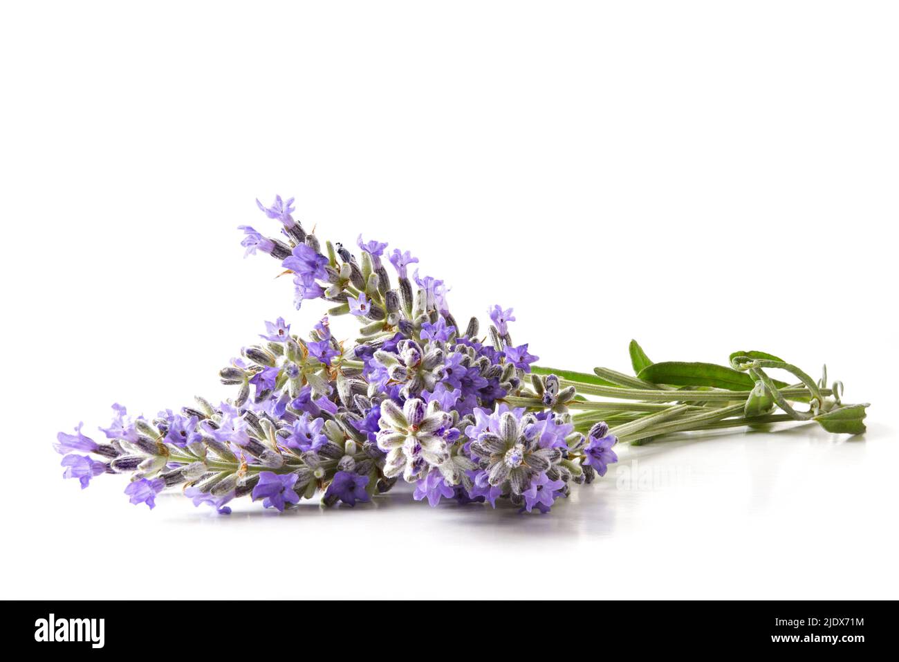 Bouquet of blooming lavender spikes on white table isolated. Front view. Horizontal composition. Stock Photo