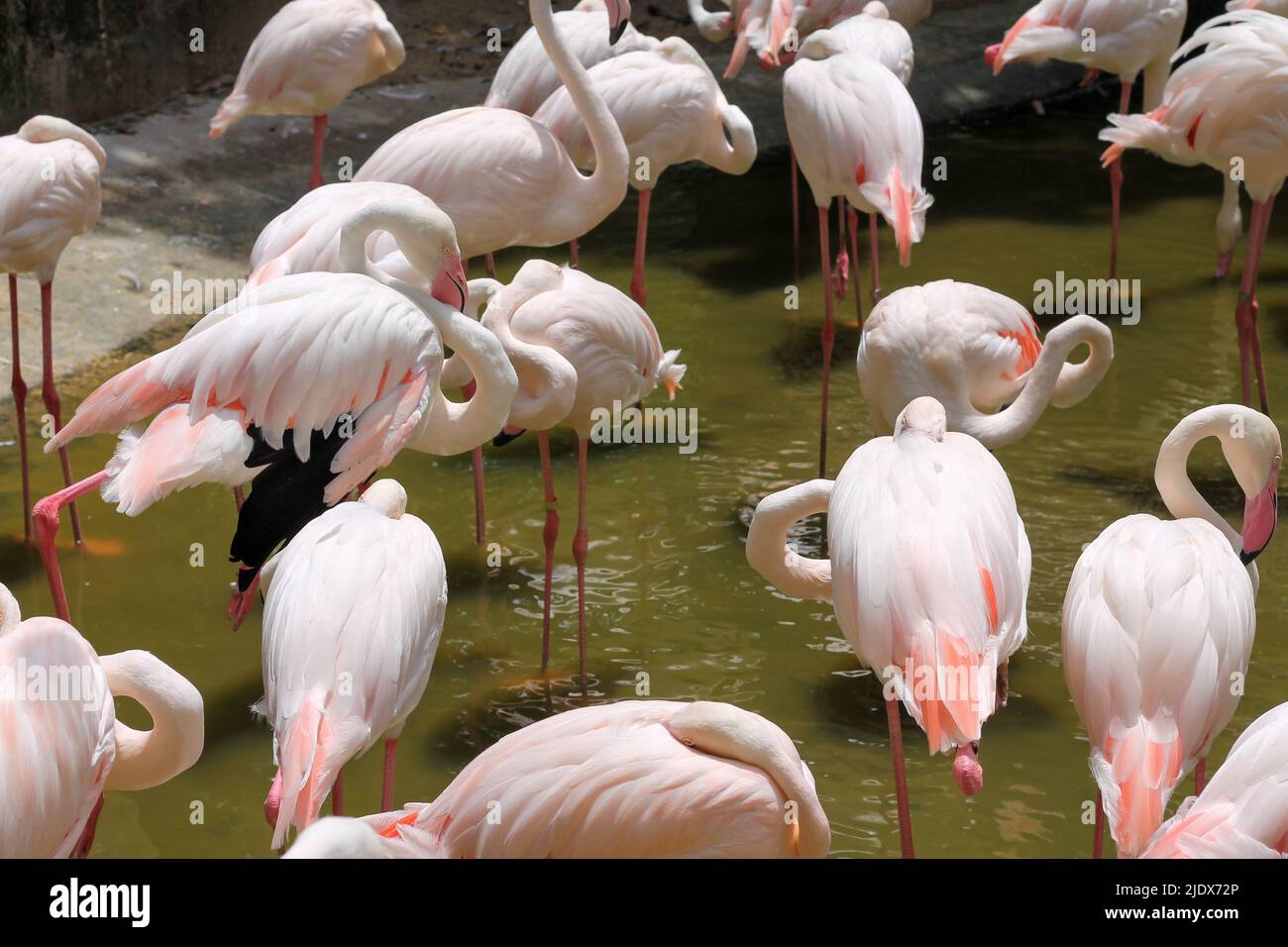 Flamingos in a pond in a zoo in Thailand intended for people to visit and gain knowledge about foreign animals Stock Photo