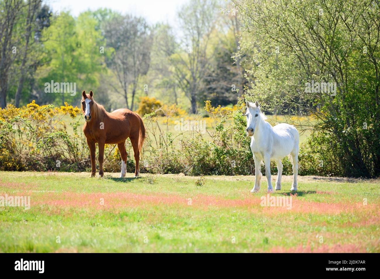 Two beautiful adult horses hi-res stock photography and images - Alamy