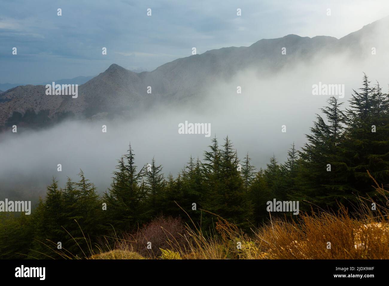 Misty landscape fir forest hi-res stock photography and images - Alamy