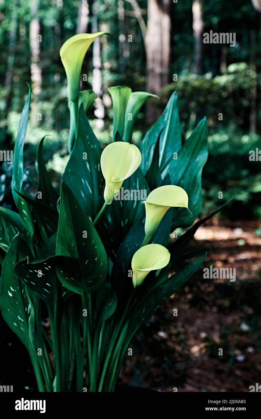 Golden Calla Lily, Zantedeschia elliottiana, in a shaded home garden in Alabama, USA. Stock Photo