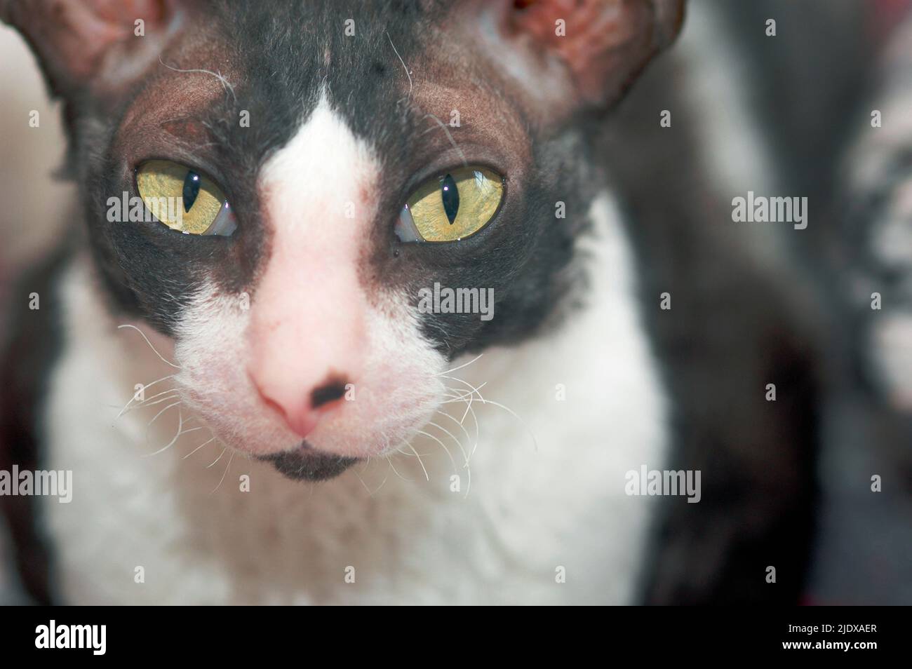 Cornish Rex, young female, keeping warm on cable TV receiver box Stock Photo