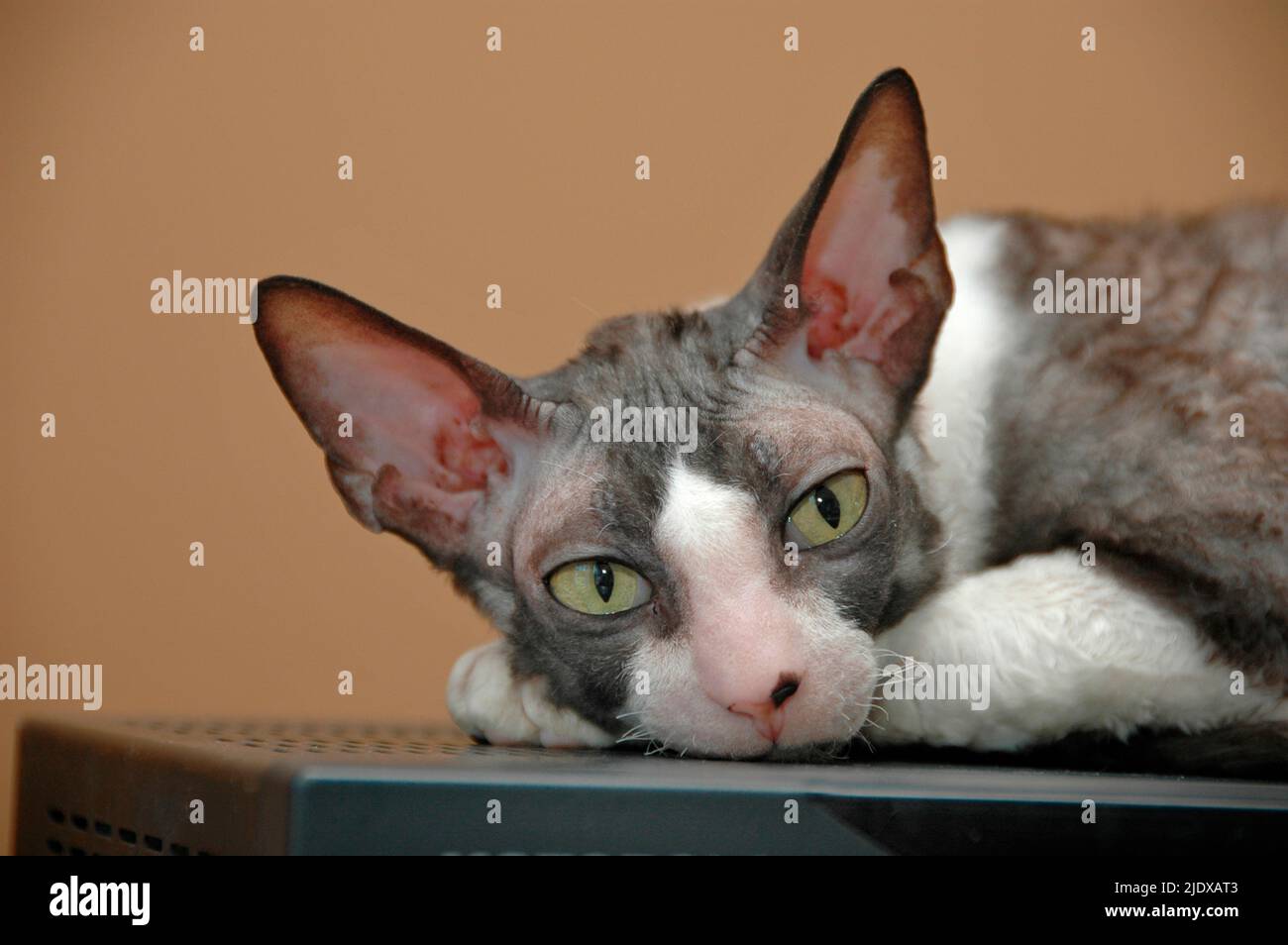 Litter box for pet hi-res stock photography and images - Alamy