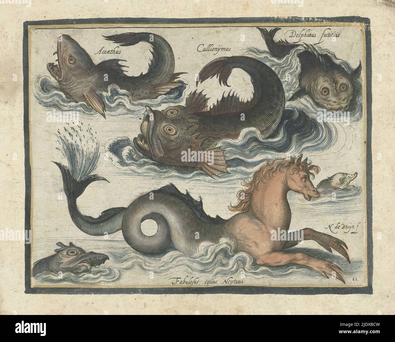 Fantastic aquatic animals, including seahorses, Libelivs varia 