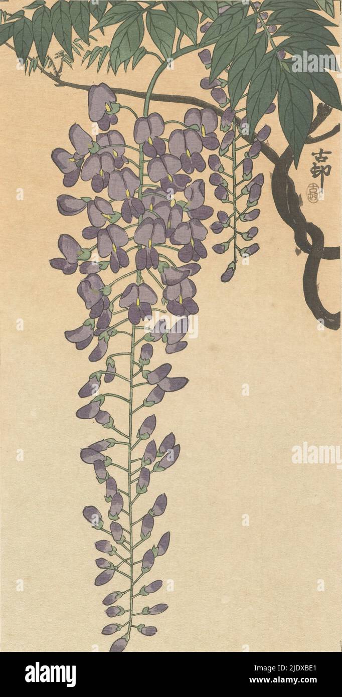 Blossoming wisteria, after design by: Ohara Koson, (mentioned on object), print maker: anonymous, Tokyo, 1900 - 1930, Japanese paper (handmade paper), color woodcut, height 254 mm × width 131 mm Stock Photo