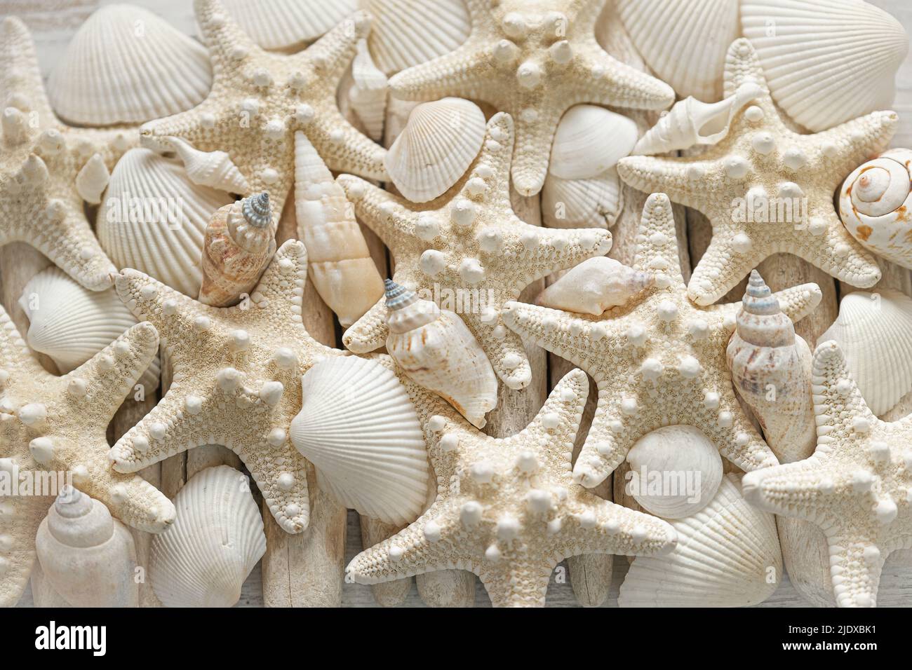 Beach wallpaper background with shells and starfish 6647913 Vector Art at  Vecteezy
