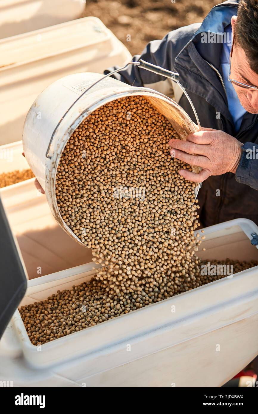 Farmer pouring soybean seeds in seeder machine Stock Photo