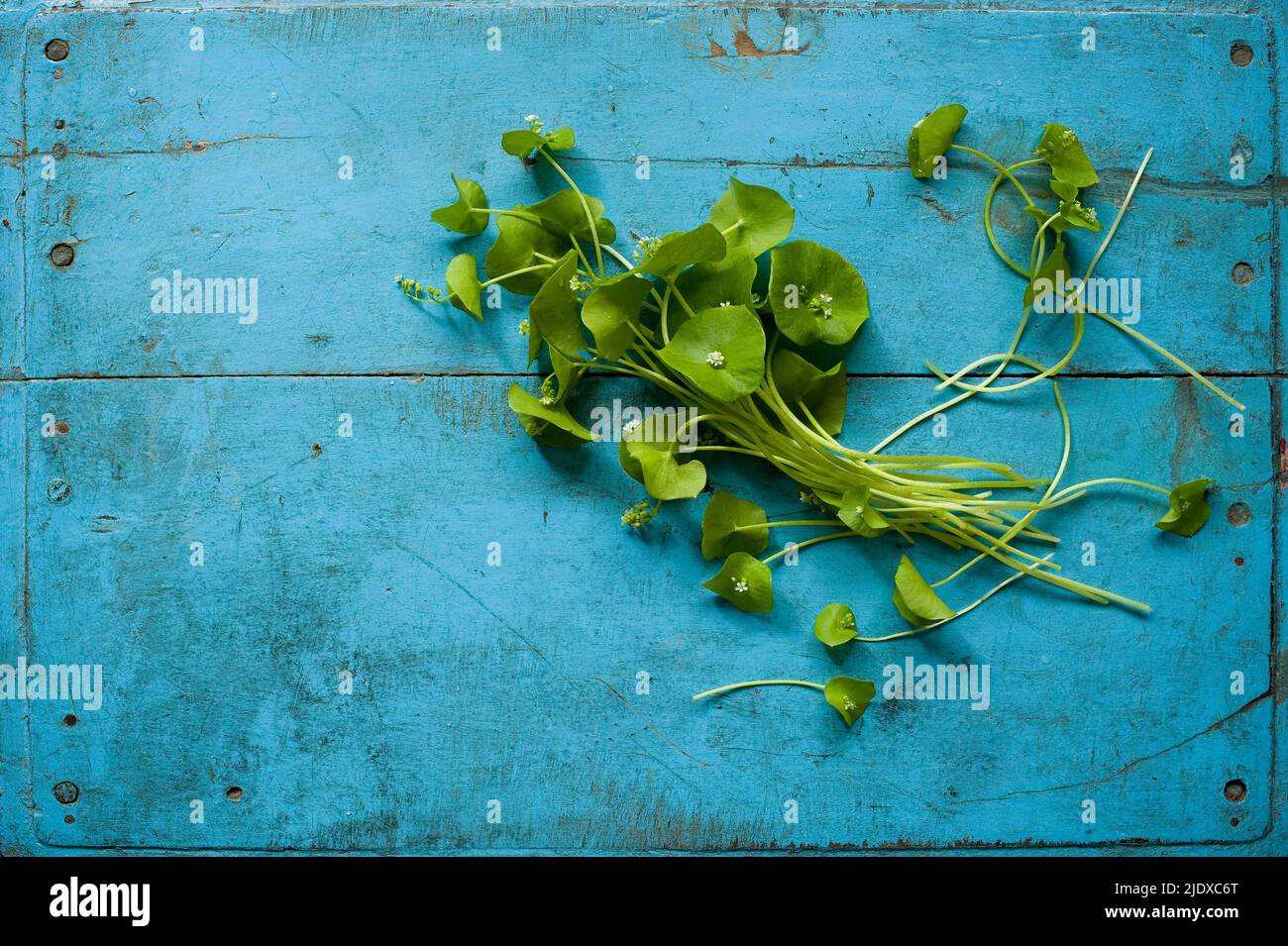 Studio shot of Indian lettuce (Claytonia perfoliata) lying against wooden rustic background Stock Photo