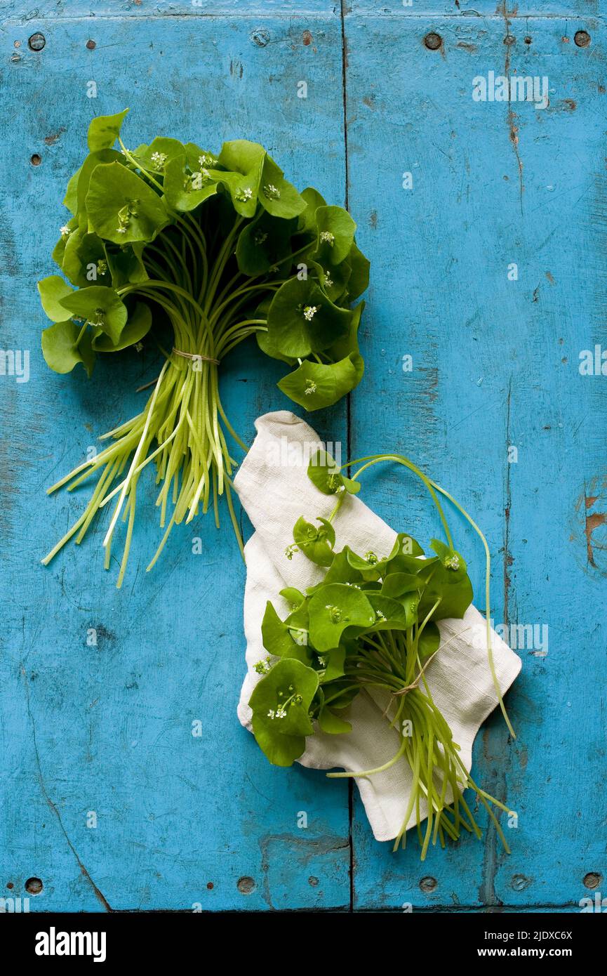 Studio shot of two bundles of Indian lettuce (Claytonia perfoliata) lying against wooden rustic background Stock Photo