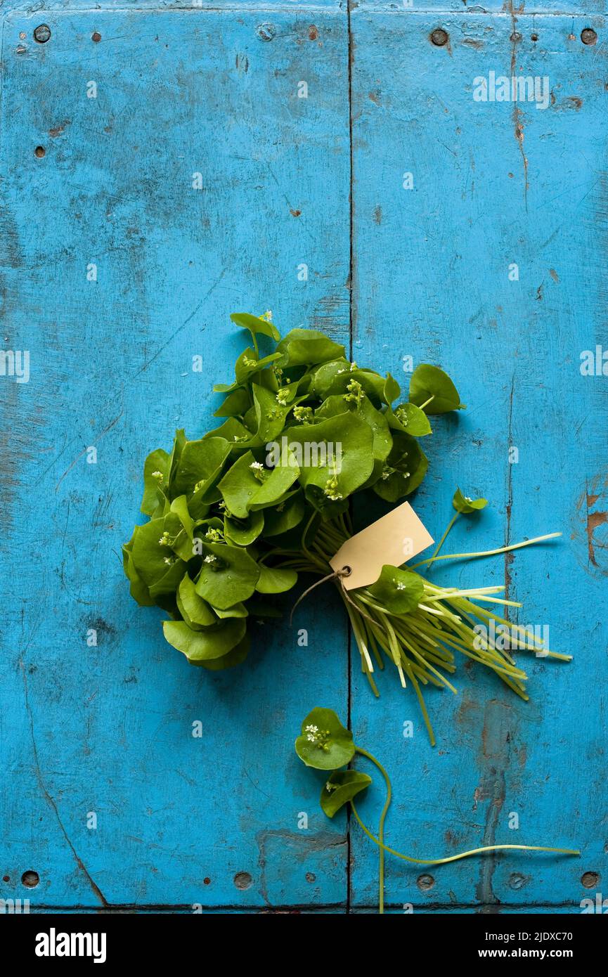 Studio shot of bundle of Indian lettuce (Claytonia perfoliata) lying against wooden rustic background Stock Photo