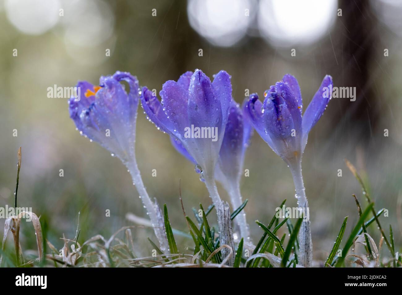 Purple blooming crocuses covered in raindrops Stock Photo