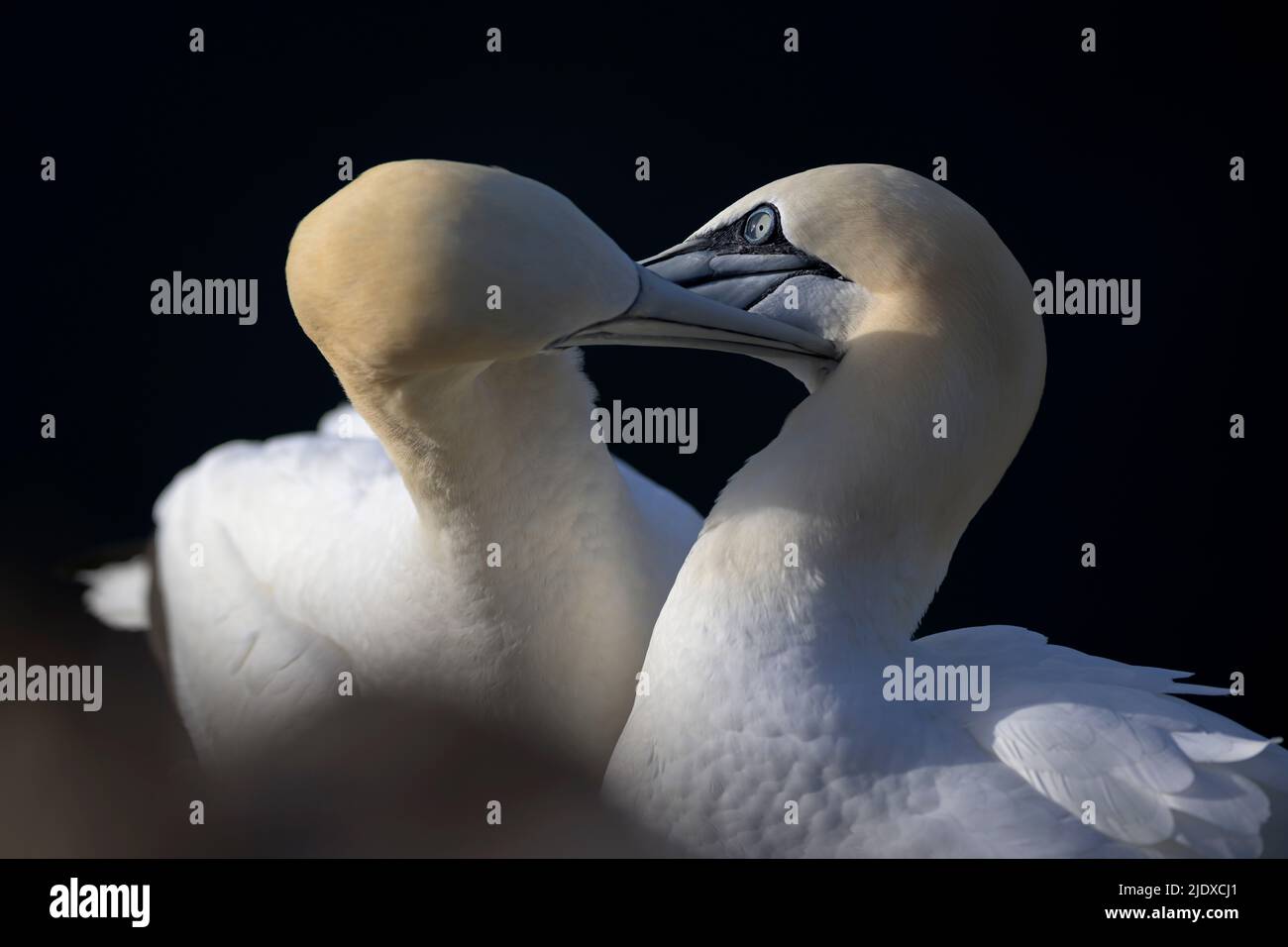 Two northern gannets (Morus bassanus) touching with beaks Stock Photo