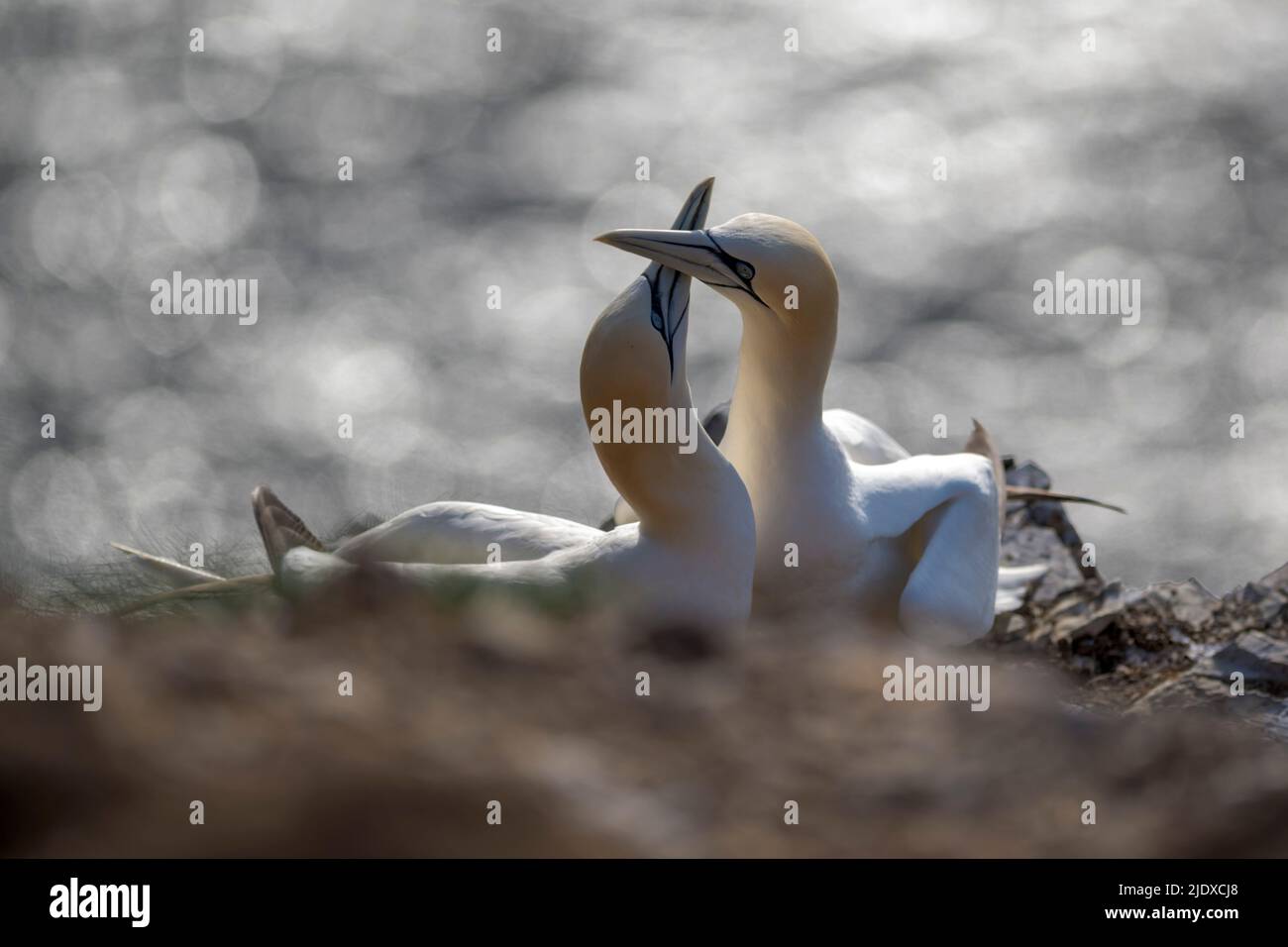 Two northern gannets (Morus bassanus) touching with beaks Stock Photo
