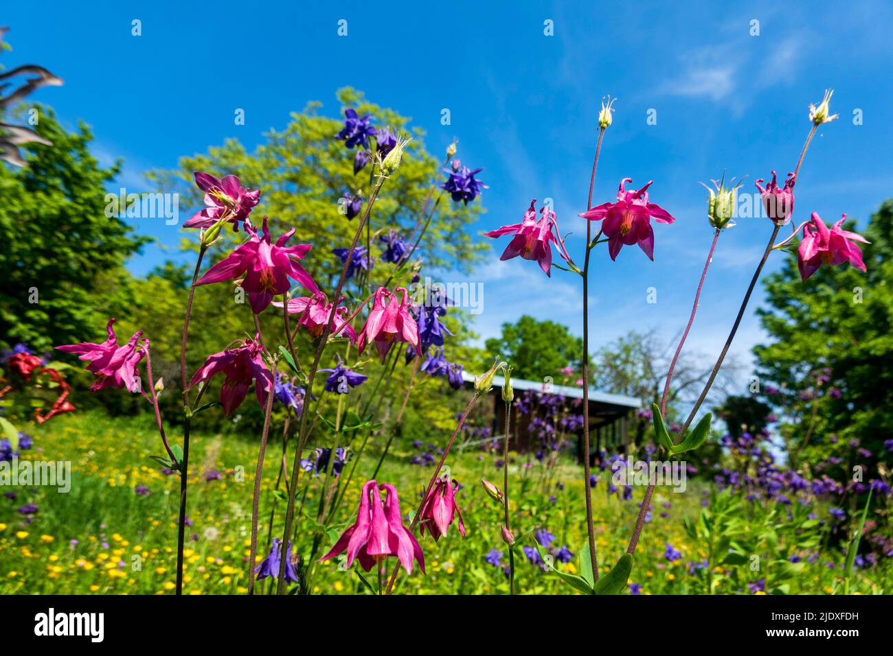 Columbine flowers blooming in springtime garden Stock Photo