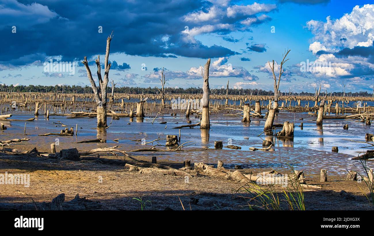 Dead trees in drained Lake Mulwala New South Wales Australia Stock ...