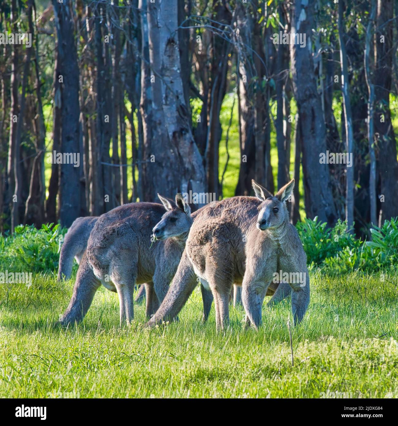 Group of kangaroos eating grass near the Murray River NSW Australia ...