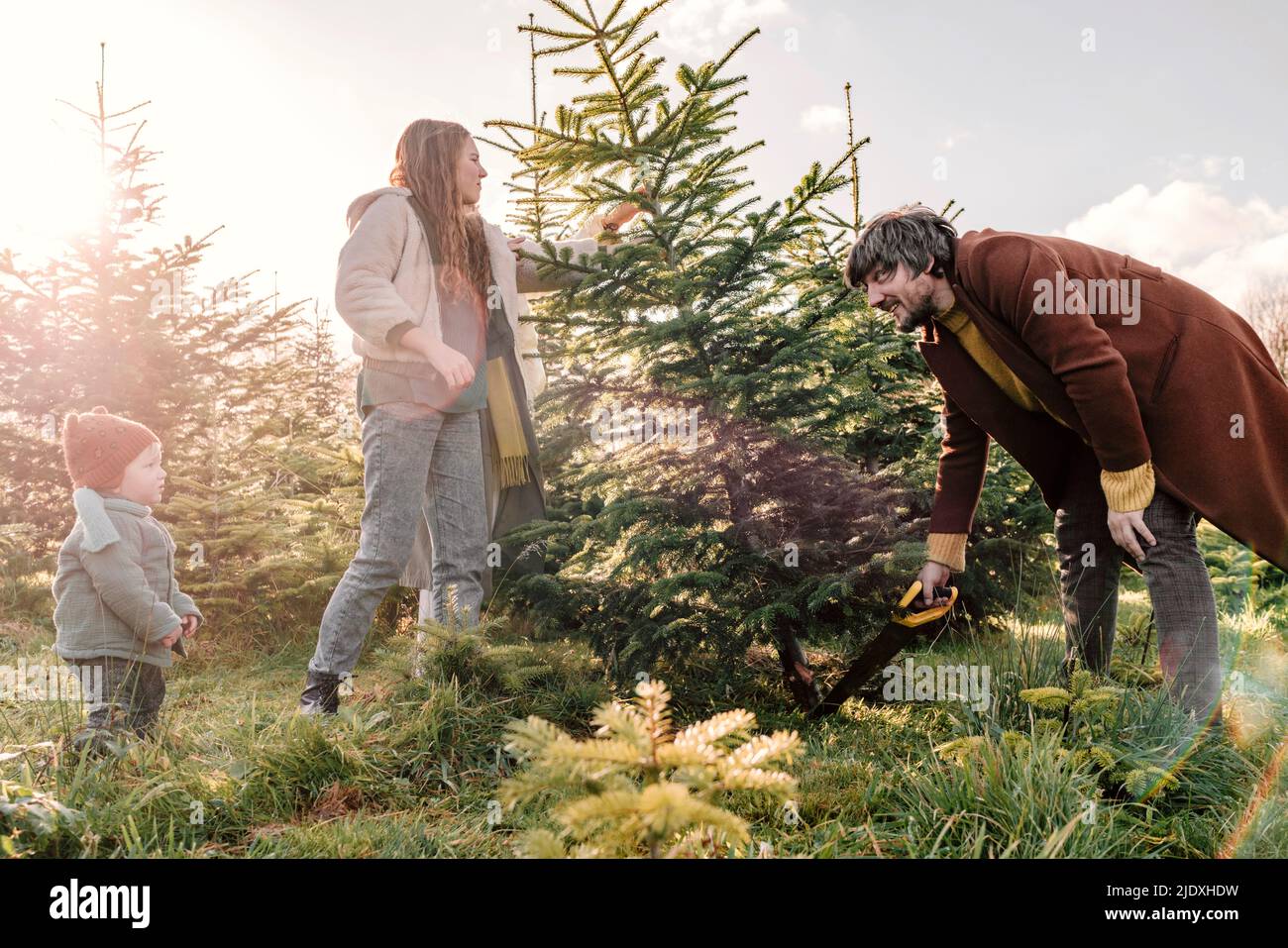 Family cutting Christmas tree at tree farm on sunny day Stock Photo - Alamy