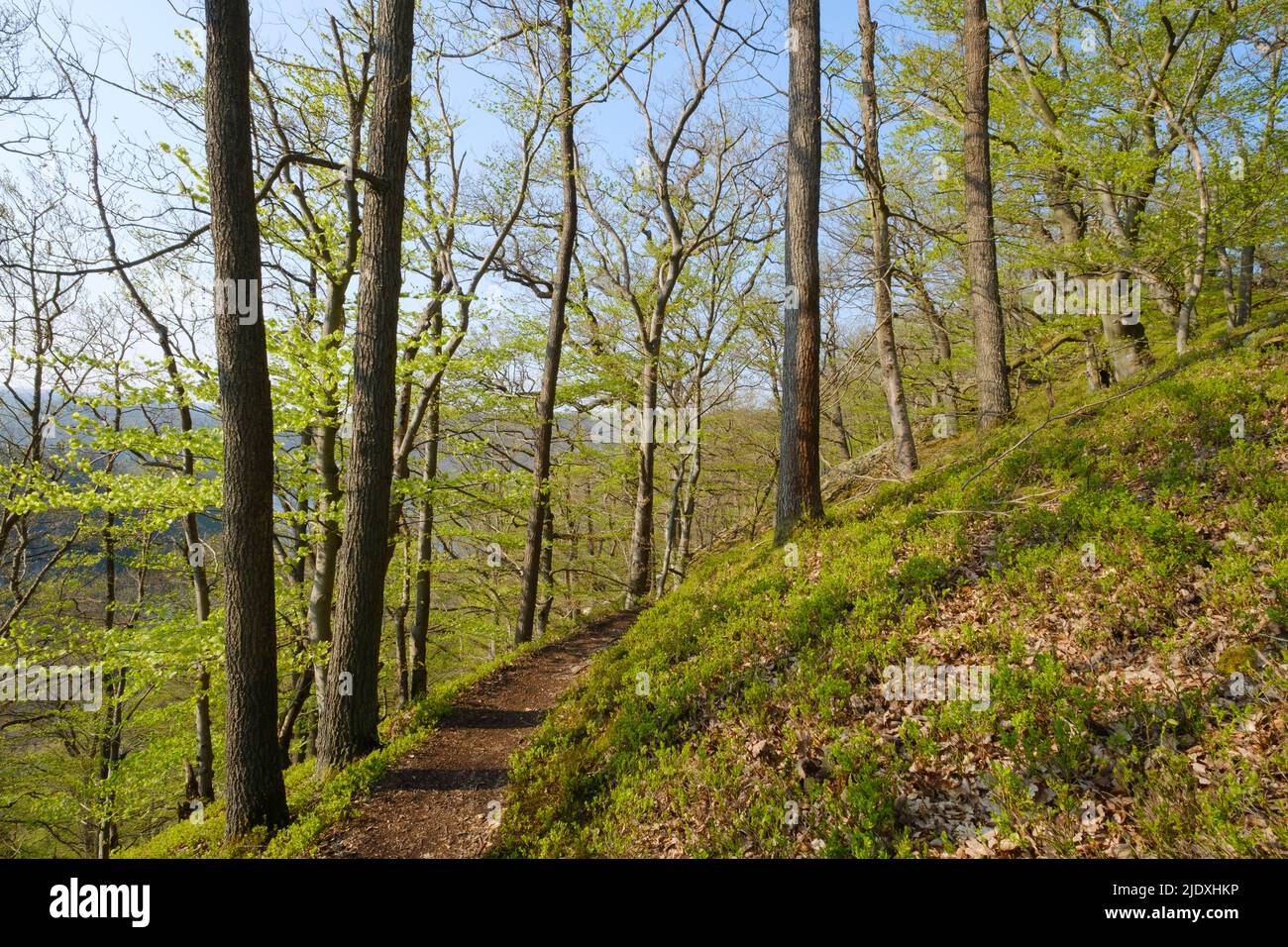 Germany, Hesse, Knorreichenstieg trail in Kellerwald-Edersee National Park Stock Photo