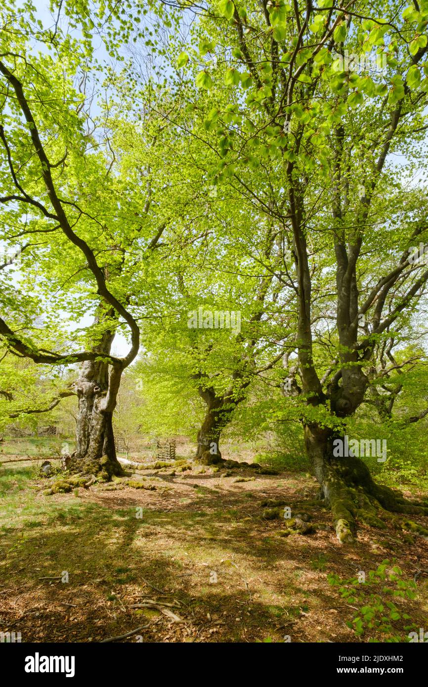 Germany, Hesse, Bad Wildungen, Hutewald Halloh beech trees in Kellerwald-Edersee Nature Park Stock Photo