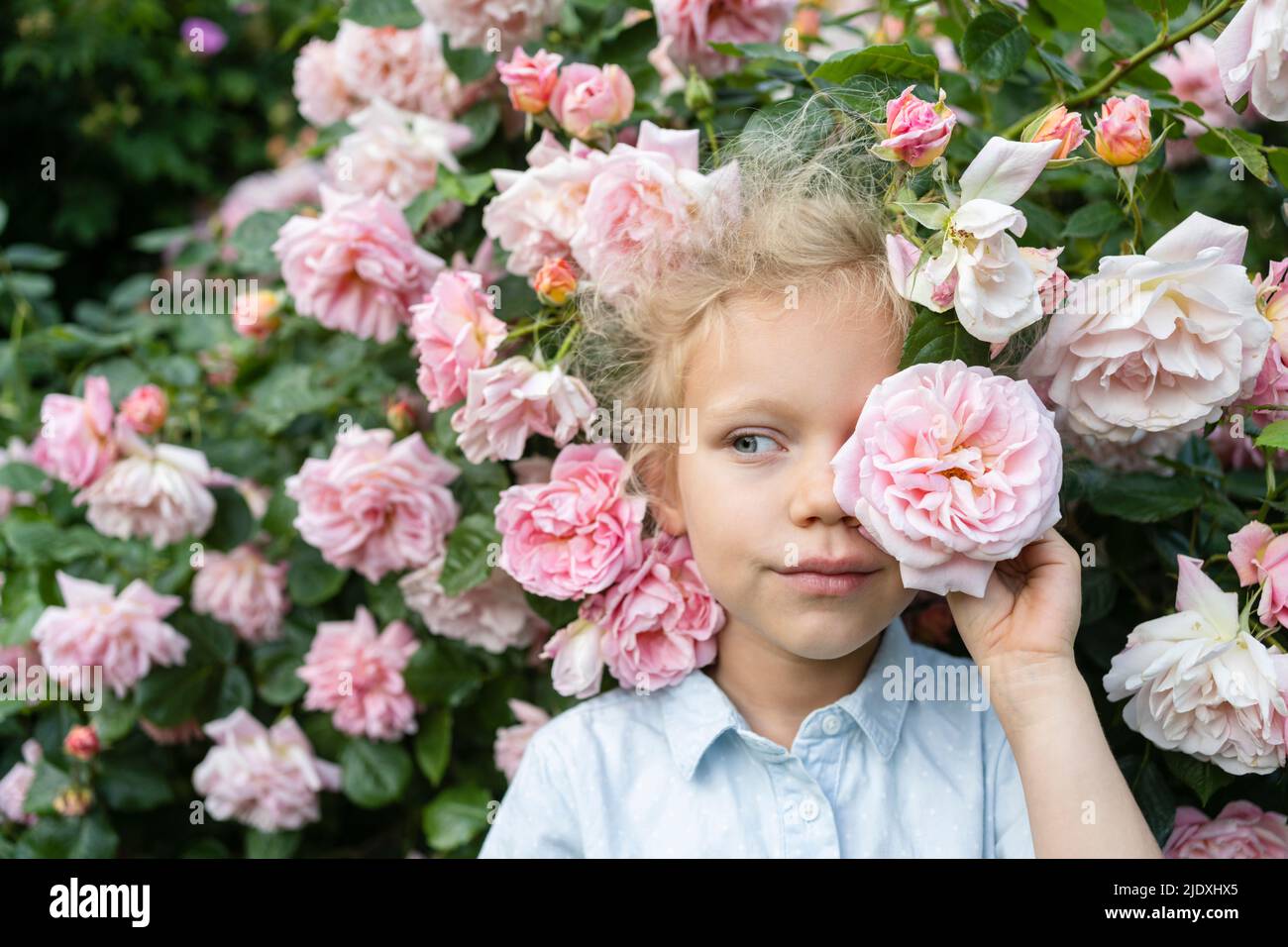 Cute girl holding pink rose in front of eye at rose garden Stock Photo