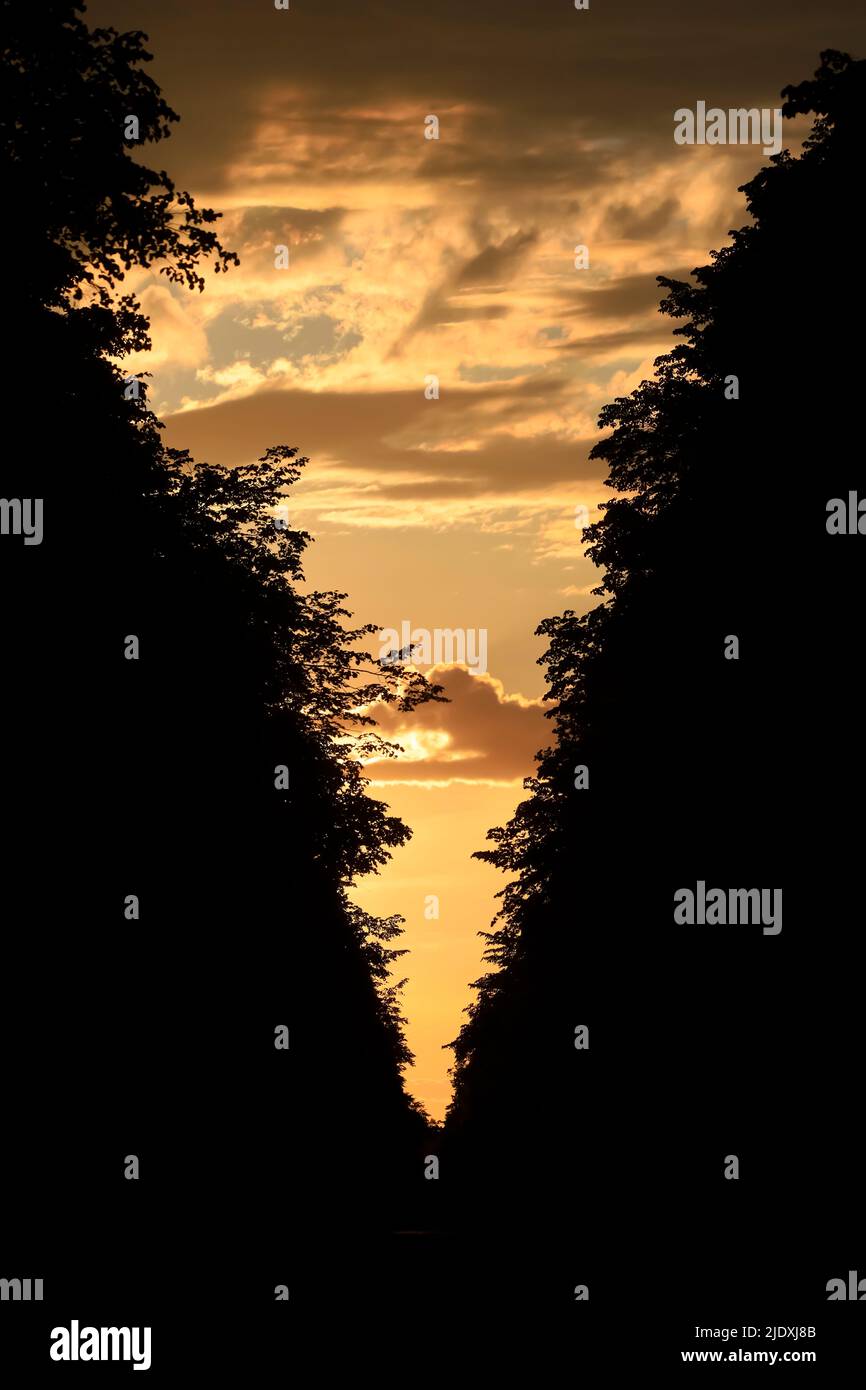 Silhouettes of trees standing against moody sky at dusk Stock Photo - Alamy