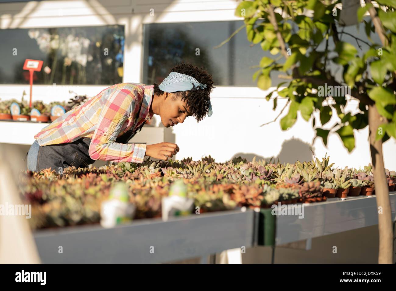 Curious gardener examining succulents at plant nursery Stock Photo - Alamy