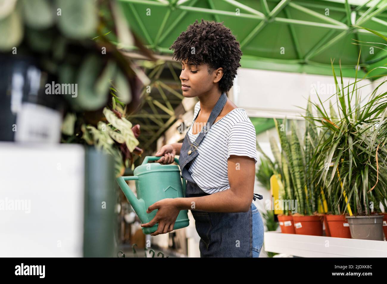 Gardener watering plants through can at nursery Stock Photo Alamy