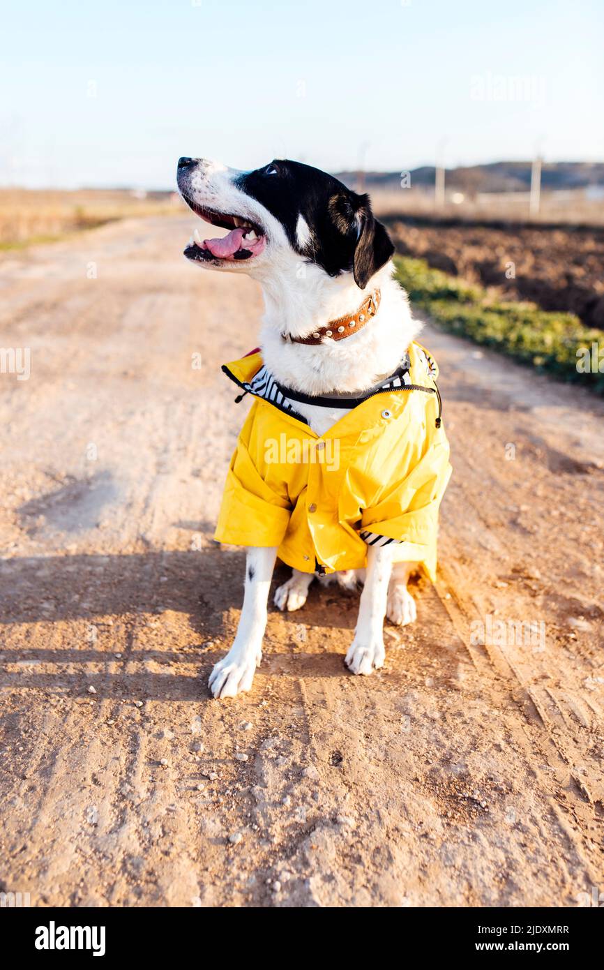 West coast rainwear for dogs cheap