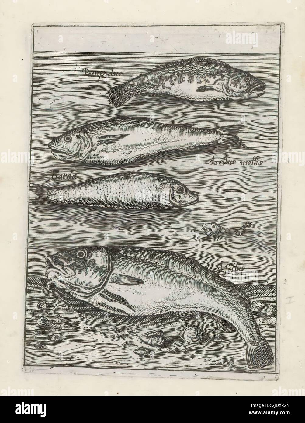 Pilot man, whiting, sarda and cod, Fish (series title), Piscium Vivae Icones (series title), Four fish. From top to bottom a pilot, whiting, sarda and cod. Each fish has its name in Latin. This print is part of an album., print maker: anonymous, print maker: Crispijn van de Passe (I), (rejected attribution), after design by: Adriaen Collaert, Utrecht, 1635 - 1660, paper, engraving, height 123 mm × width 89 mm Stock Photo