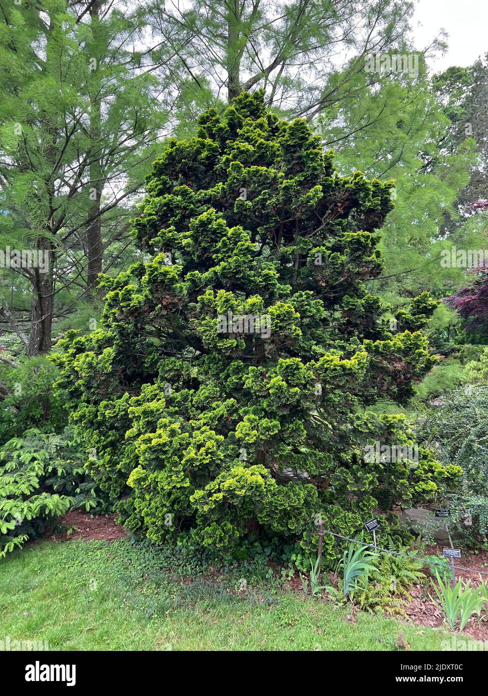 Hinoki False Cypress at the Brooklyn Botanic Garden. The species is native to Japan & Taiwan. Stock Photo