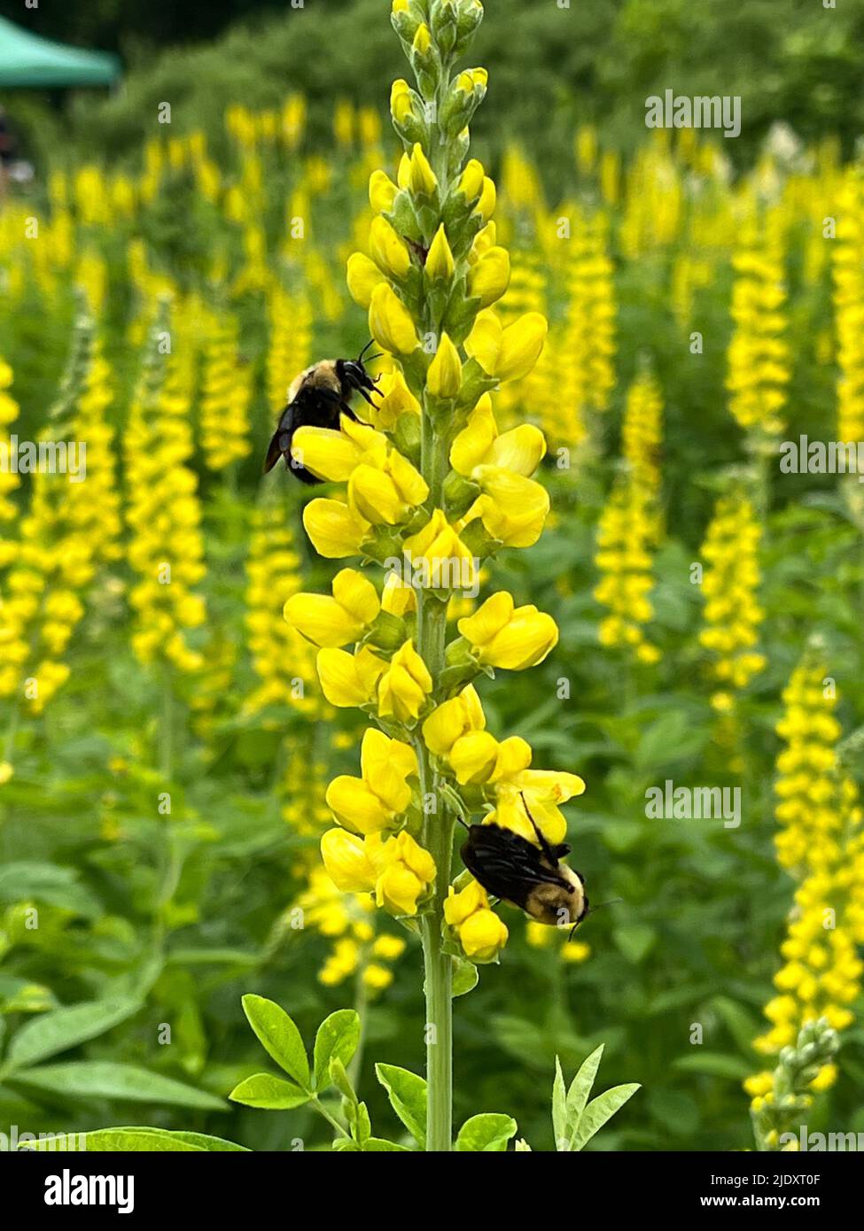 Lupin flowers at the Brooklyn Botanic Garden. Baptisia is a genus in