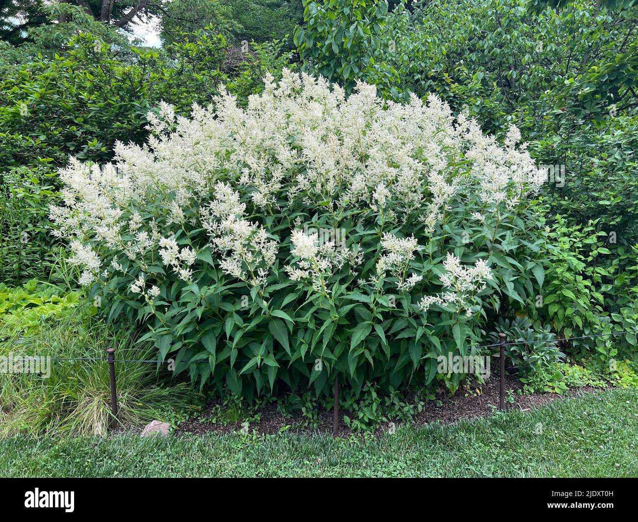 White Astilbe at the Brooklyn Botanic Garden in Brooklyn, New York. Stock Photo