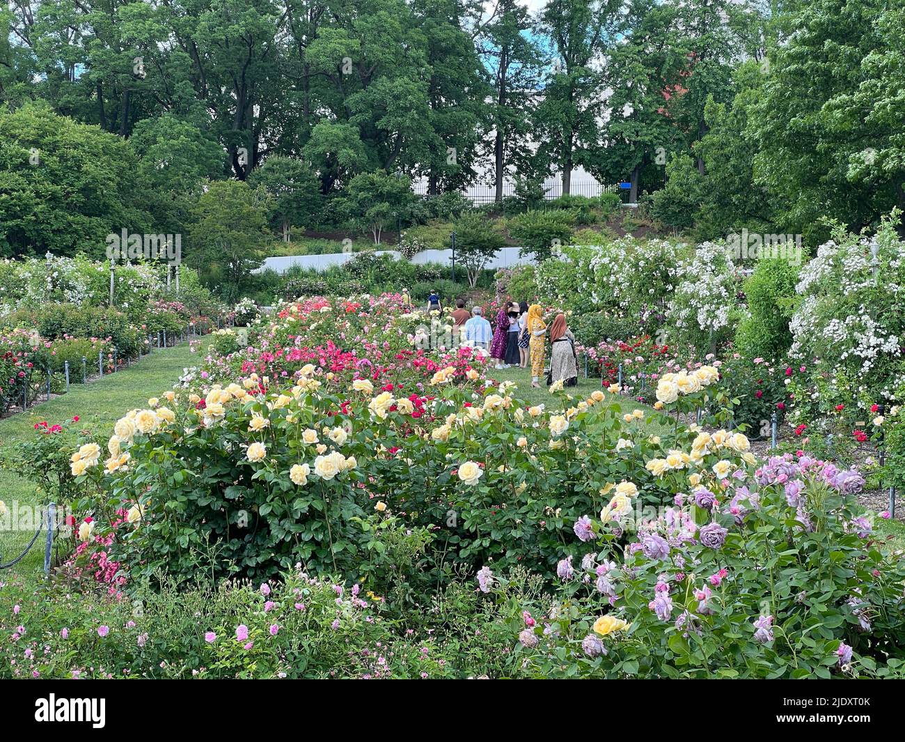 People enjoy the Cranford Rose Garden at the Brooklyn Botanic Garden in