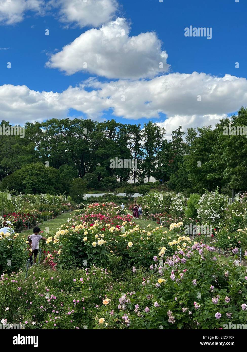 Dramatic sky over the Cranford Rose Garden at the Brooklyn Botanic Garden in New York City.  With over 1000 species Cranford is one of the largest rose gardens in North America. Stock Photo