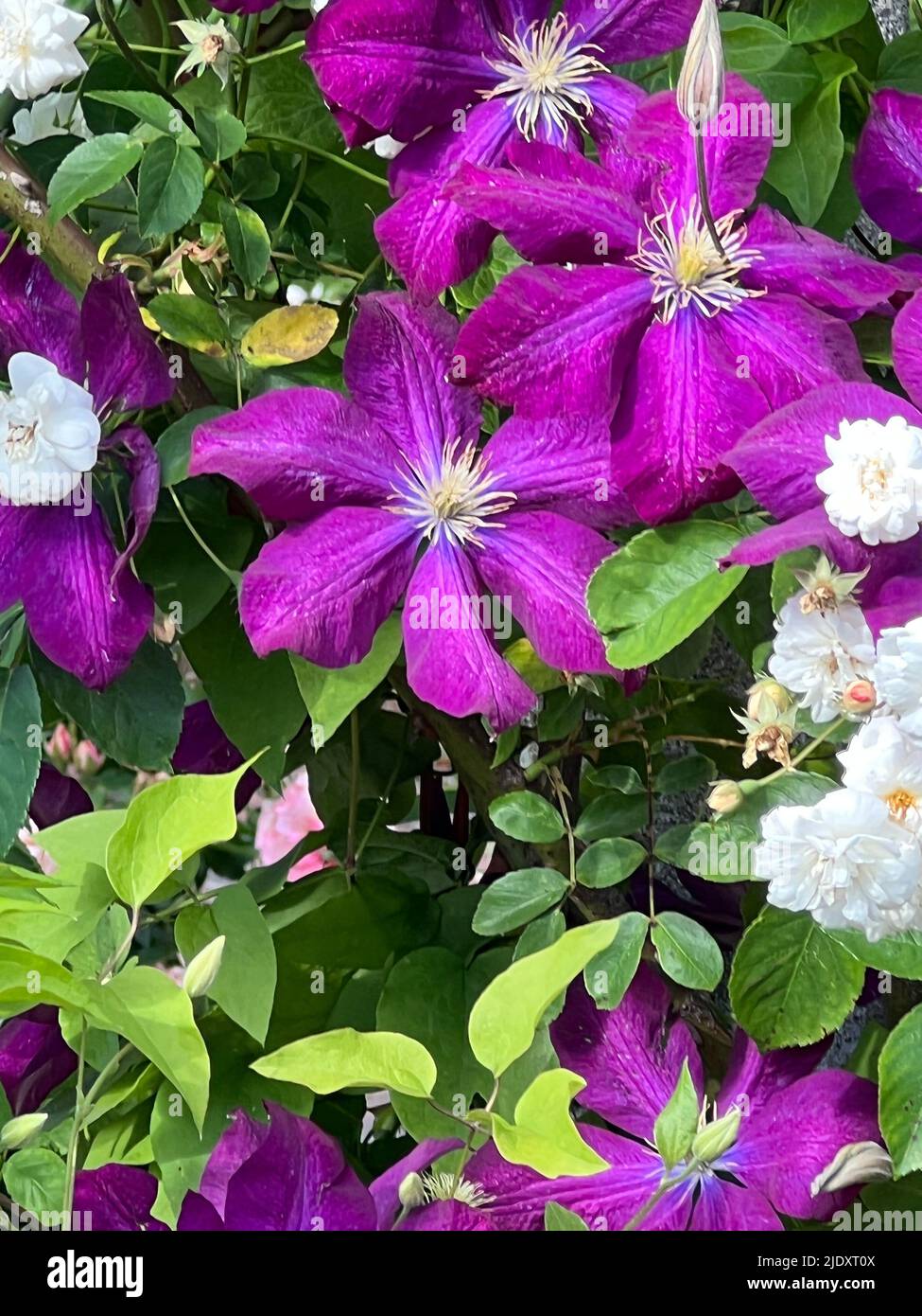 Beautiful purple Clematis flowers at the Brooklyn Botanic Garden. Stock Photo