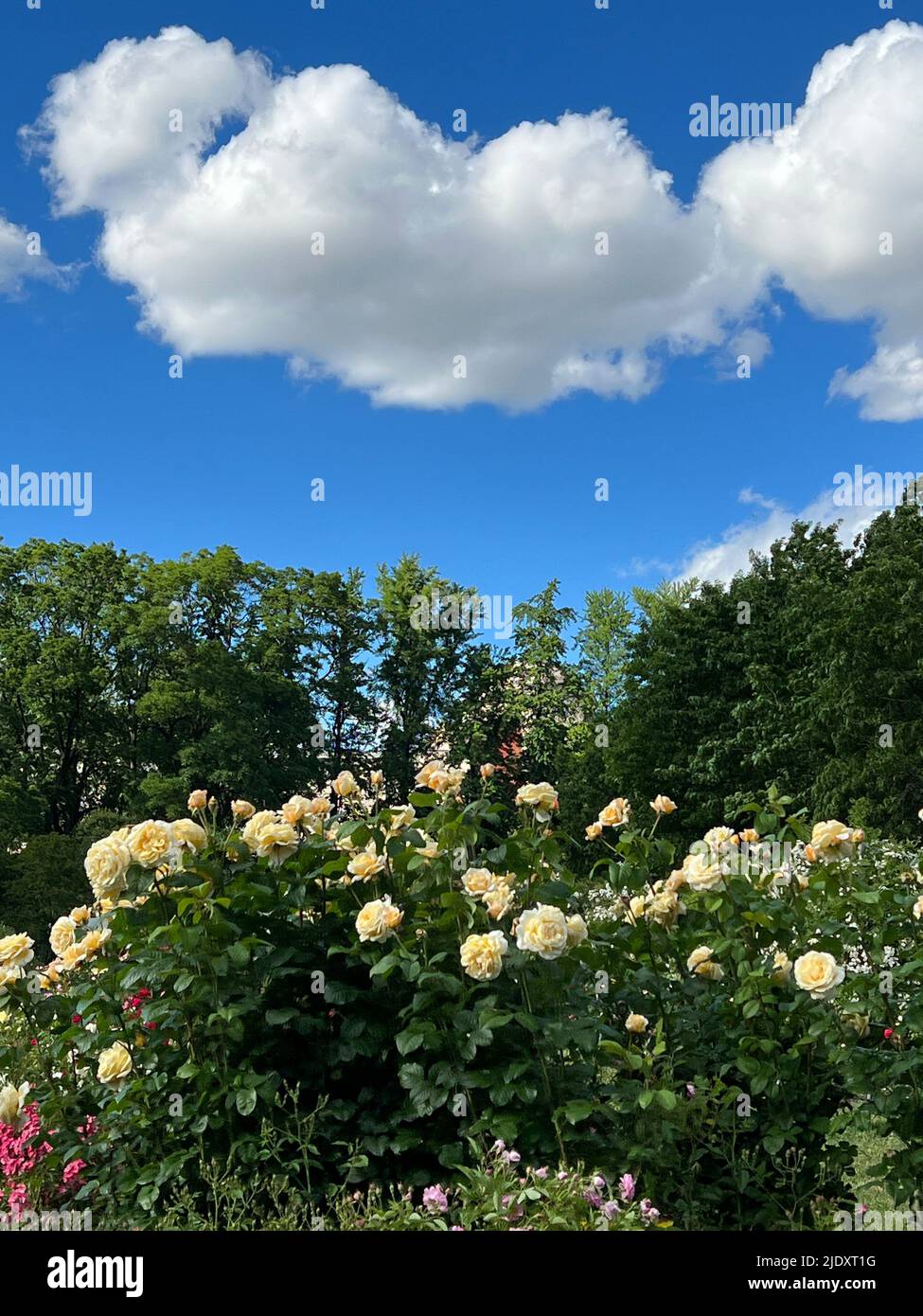 Dramatic sky over the Cranford Rose Garden at the Brooklyn Botanic Garden in New York City. With