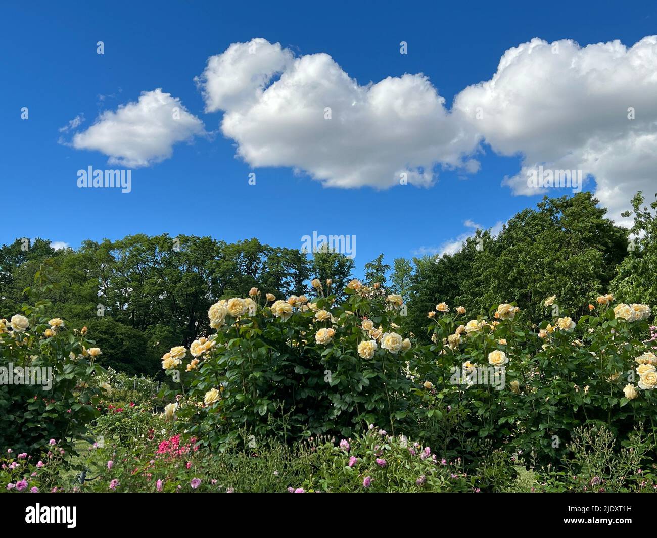 Dramatic sky over the Cranford Rose Garden at the Brooklyn Botanic